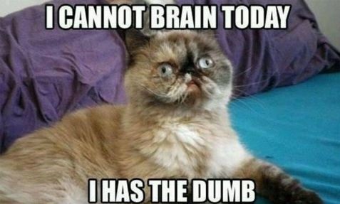 funny-cat-brain-dumb