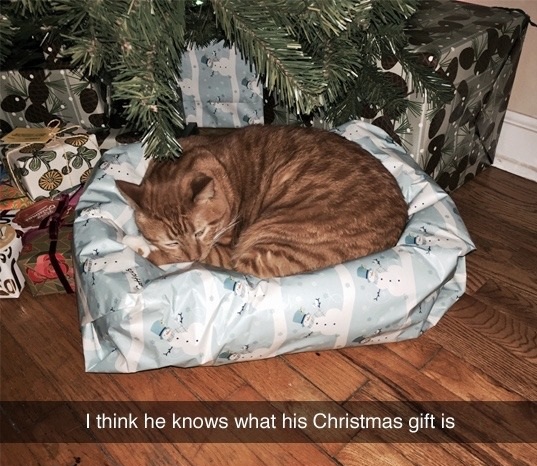 funny-cat-christmas-gifs