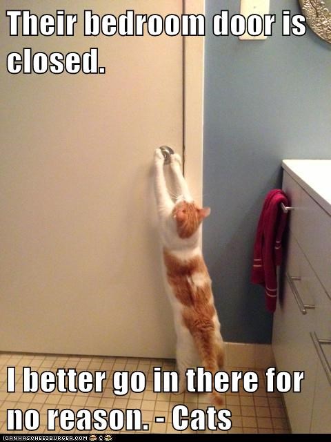funny-cat-door-close