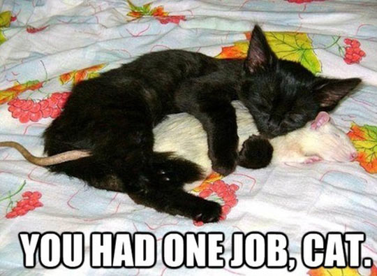 funny-cat-mice-hug-sleeping