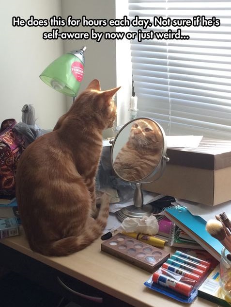 funny-cat-mirrormakeup