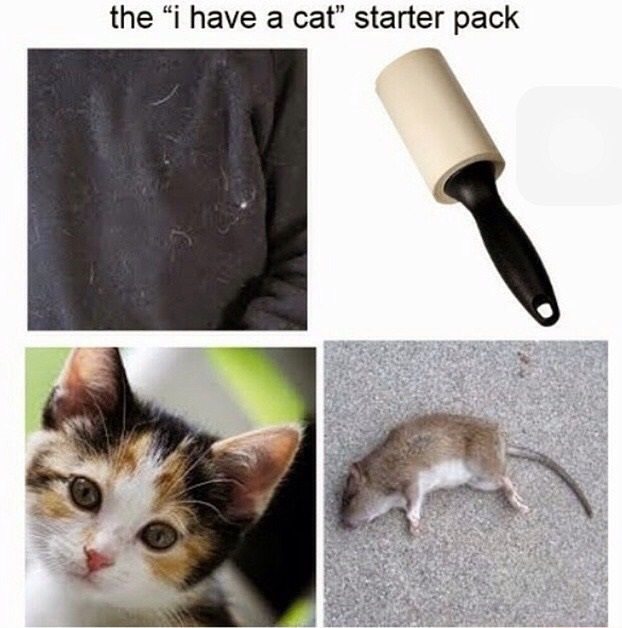 funny-cat-owner-starter-pack