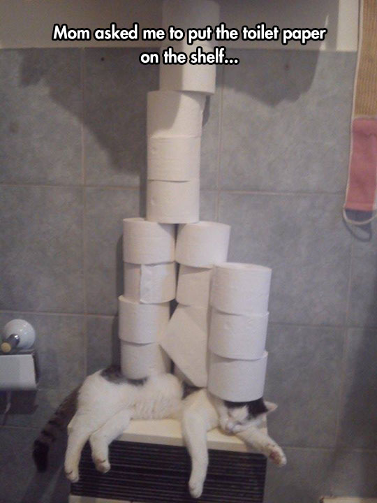 funny-cat-sleeping-bathroom-toilet-paper-pile