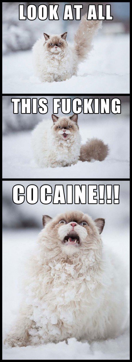 funny-cat-snow-cocaine