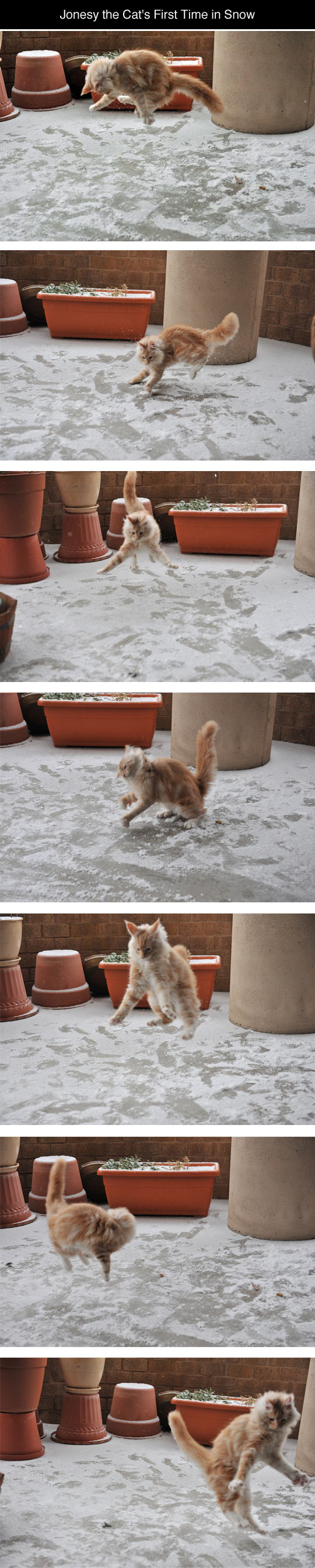 funny-cat-snow-first-time