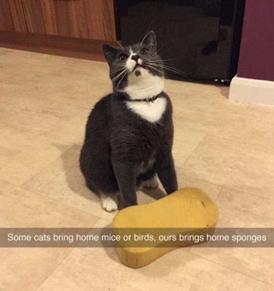 funny-cat-sponge-reward