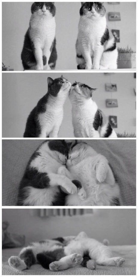 funny-cats-love-couple