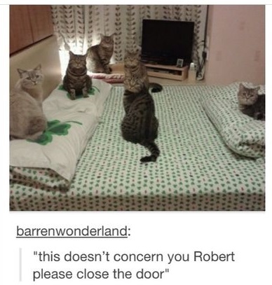 funny-cats-meeting-bed