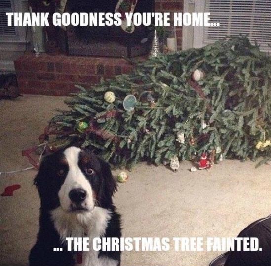 funny-chistmas-tree-dog-fail