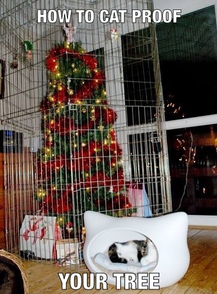 funny-christmas-tree-cat-proof