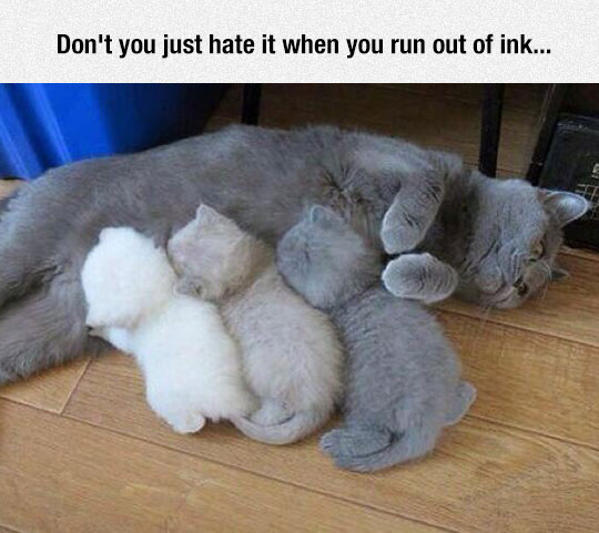 funny-cute-cat-kitties-gray-scale