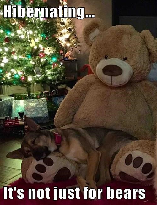 funny-dog-bear-hibernating