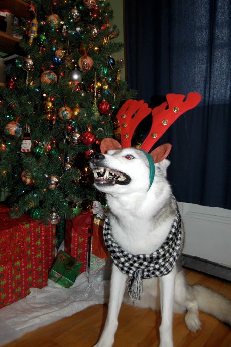 funny-dog-christmas-deer