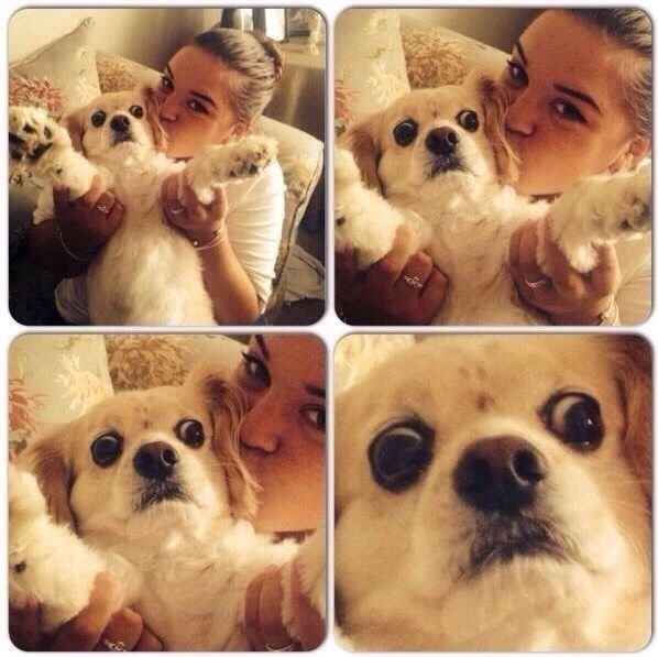 funny-dog--face-selfie-scared