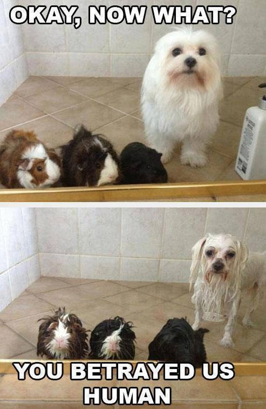 funny-dog-guinea-pig-shower