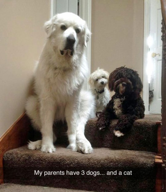 funny-dogs-pets-hidden-cat