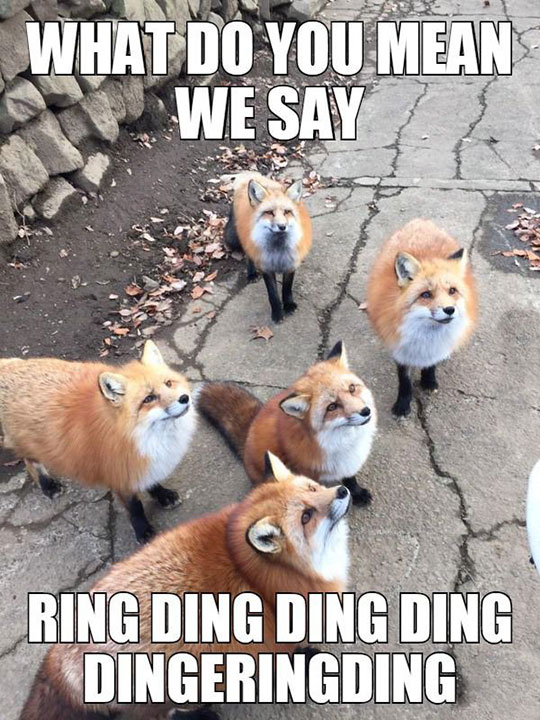 funny-foxes-staring-song