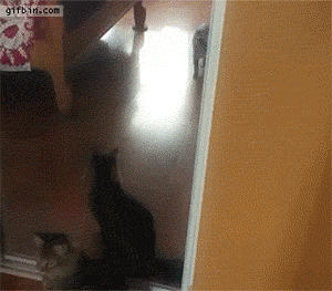 funny-gif-cat-jumping-wall