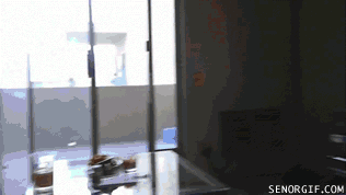 funny-gif-cat-slayer-couch