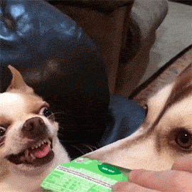 funny-gif-dogs-madness