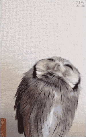 funny-gif-owl-cute