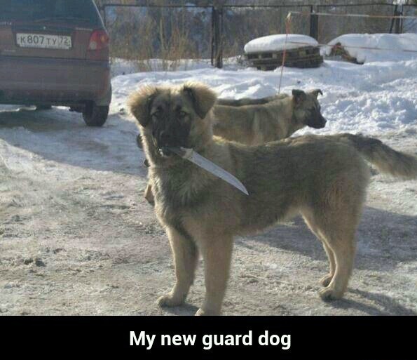 funny-guard-dog-knife