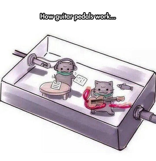 funny-guitar-pedals-work-cats
