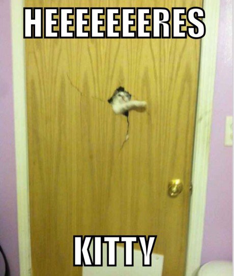 funny-kitty-door-break