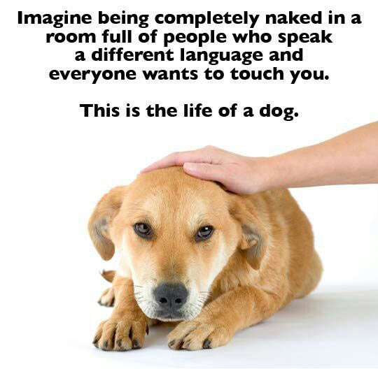 funny-life-of-dog-naked-language