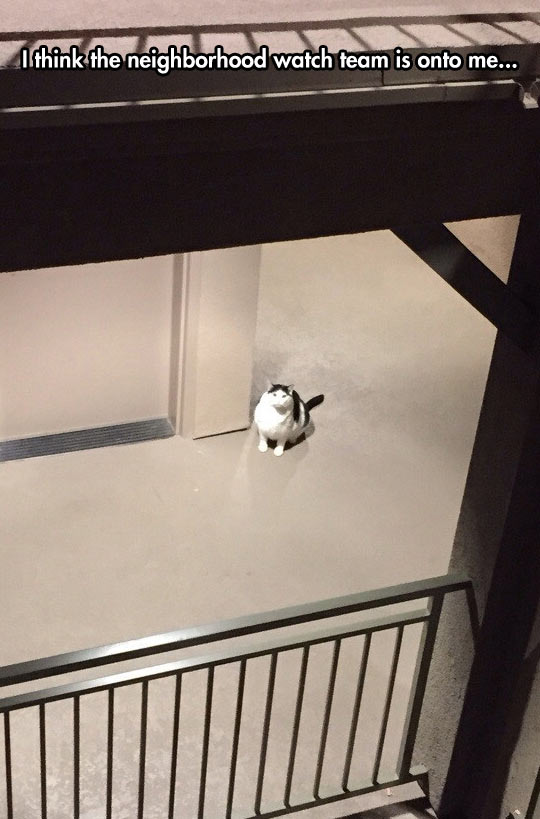 funny-neighbor-cat-watch-floor