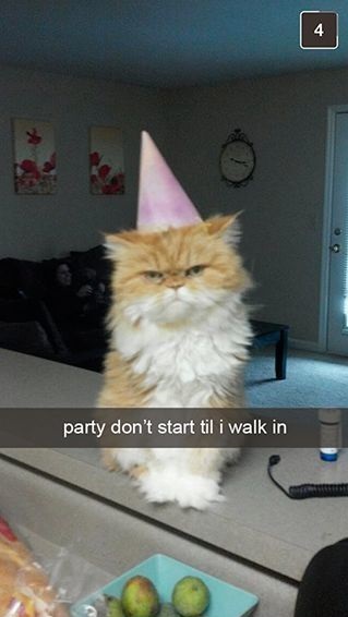 funny-party-cat-angry