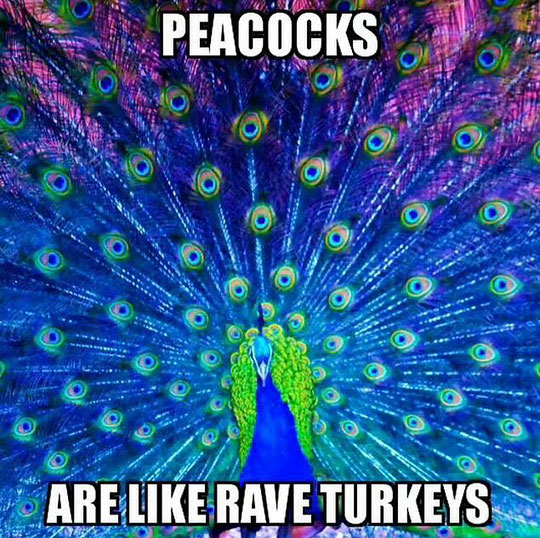 funny-peacock-feathers-colors-turkeys
