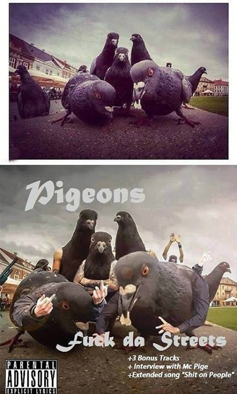 funny-pigeons-album-street