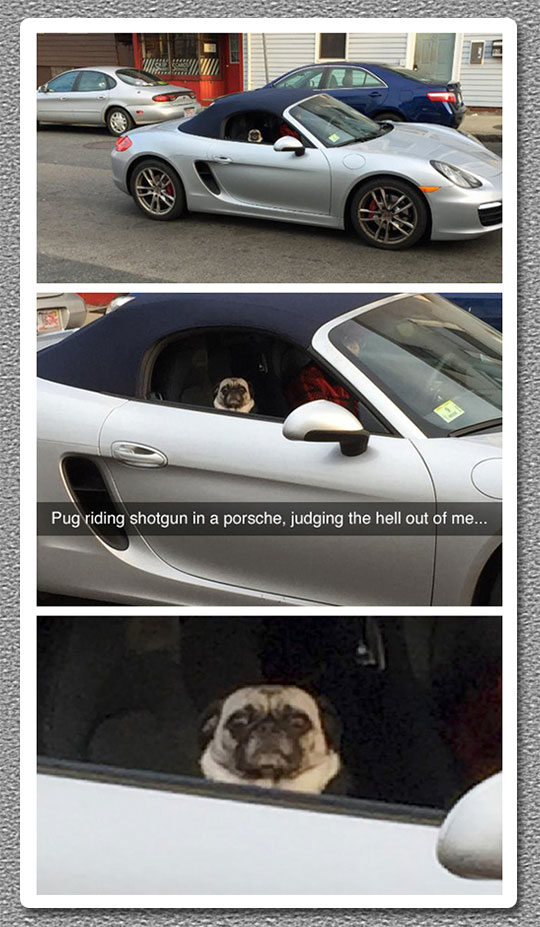 funny-pug-sitting-car-Porsche