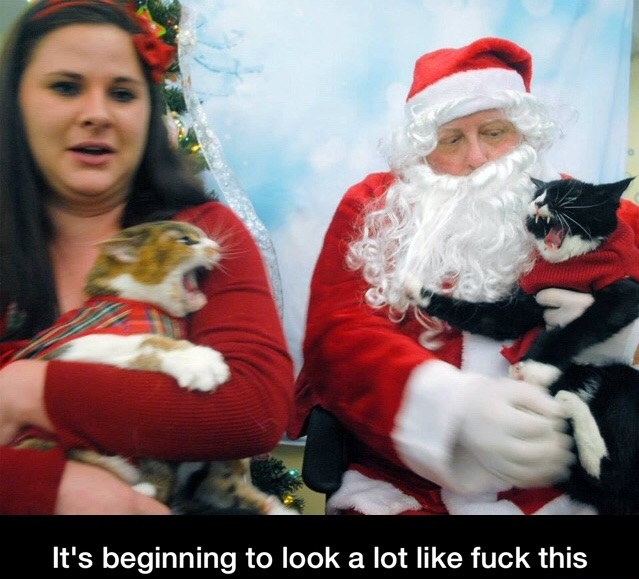 funny-santa-cats-christmas
