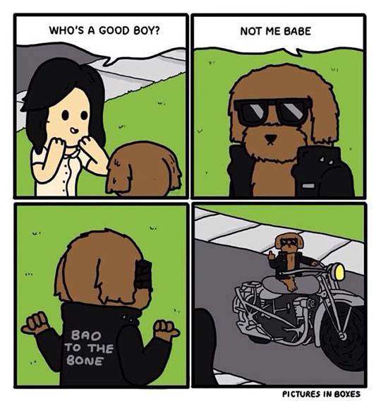 funny-webcomic-bad-boy-dog-biker