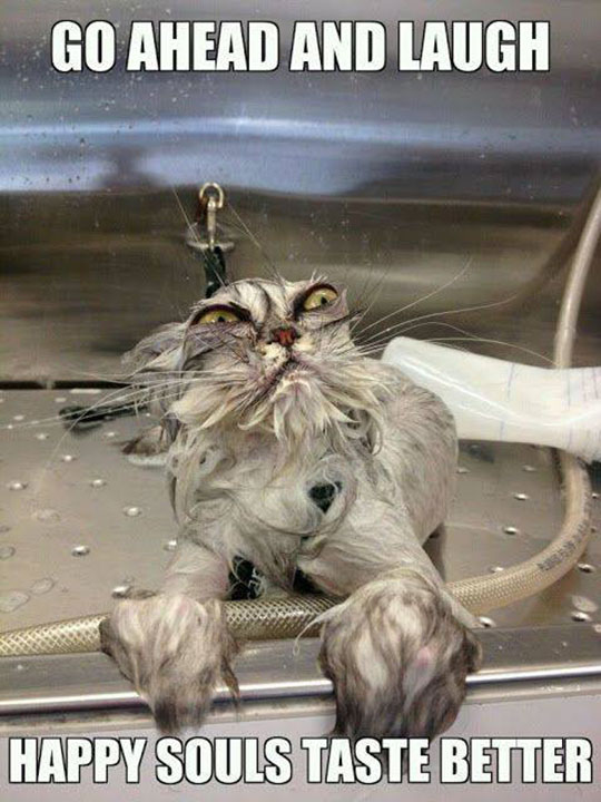 funny-wet-cat-angry-paws