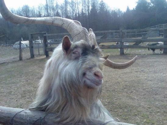animals-goat-selfie-photo