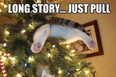 cat-christmas-tree-paws
