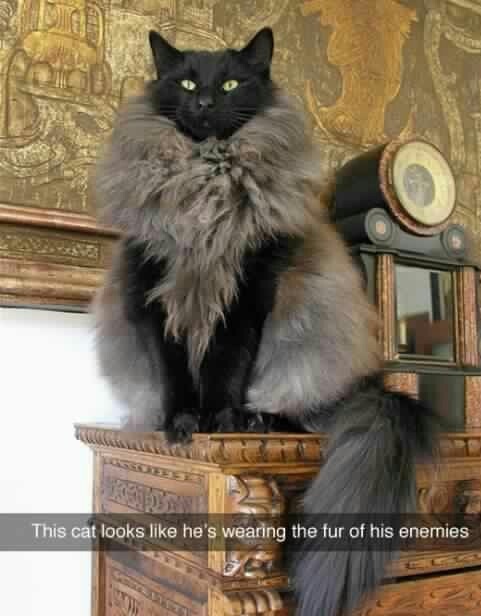 cat-fur-enemies-fluffy