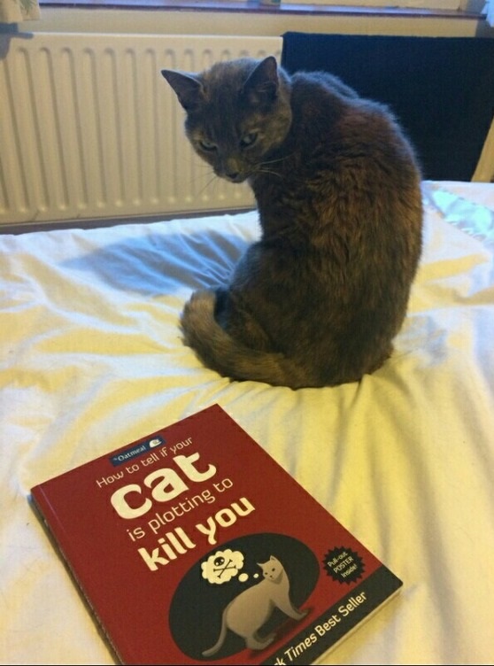 cat-kill-book-evil