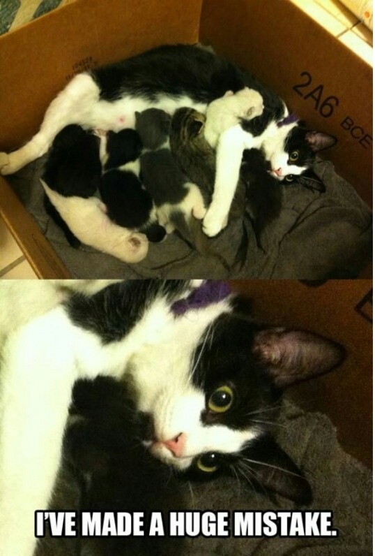 cat-kittens-mistake-mother