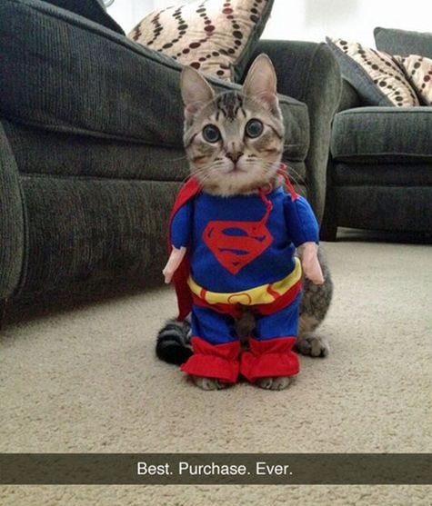 cat-superman-costume-purchase