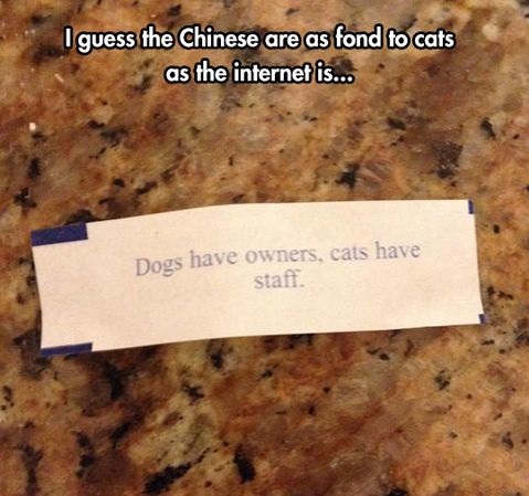 cats-dog-owners-staff
