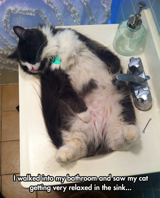 cute-cat-sleeping-cozy-sink