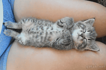 cute-gif-little-kitty-sleeping-legs-girl