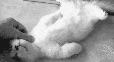 cute-gif-sleeping-cat-moving-paws-still