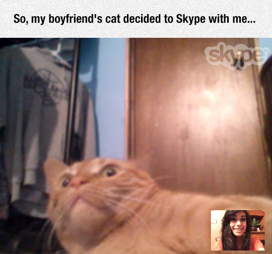 funny-cat-computer-Skype-scared