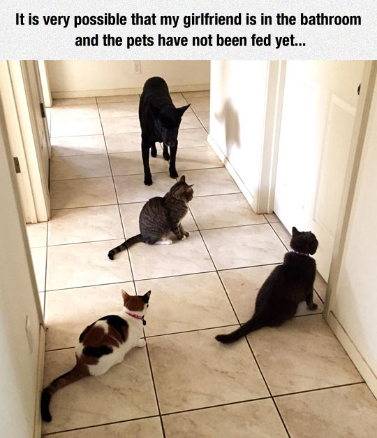 funny-cat-dog-bathroom-waiting