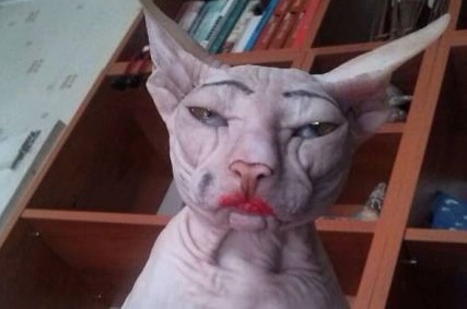 funny-cat-makeup-sphynx